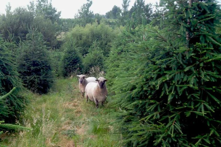 O Vent Des Sapins Sapi De Noel Sur Les Essarts En Bocage. Galerie 10