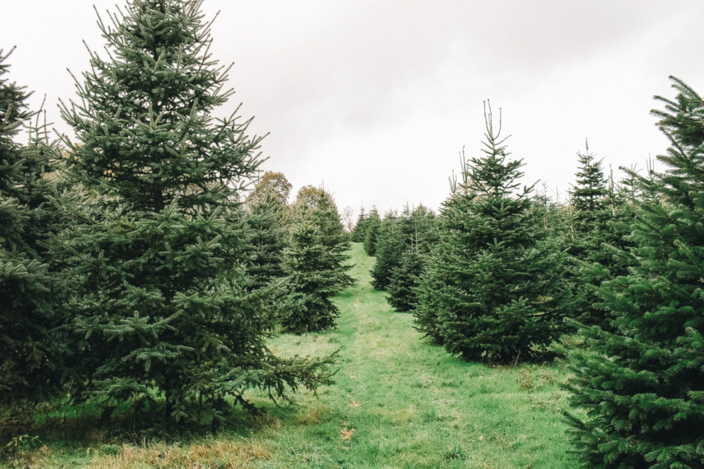 O Vent Des Sapins Sapi De Noel Sur Les Essarts En Bocage. Galerie 11