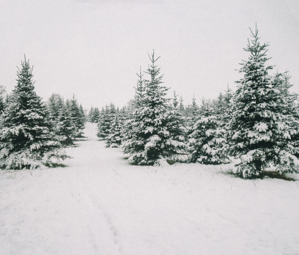 O Vent Des Sapins Sapi De Noel Sur Les Essarts En Bocage. Galerie 13