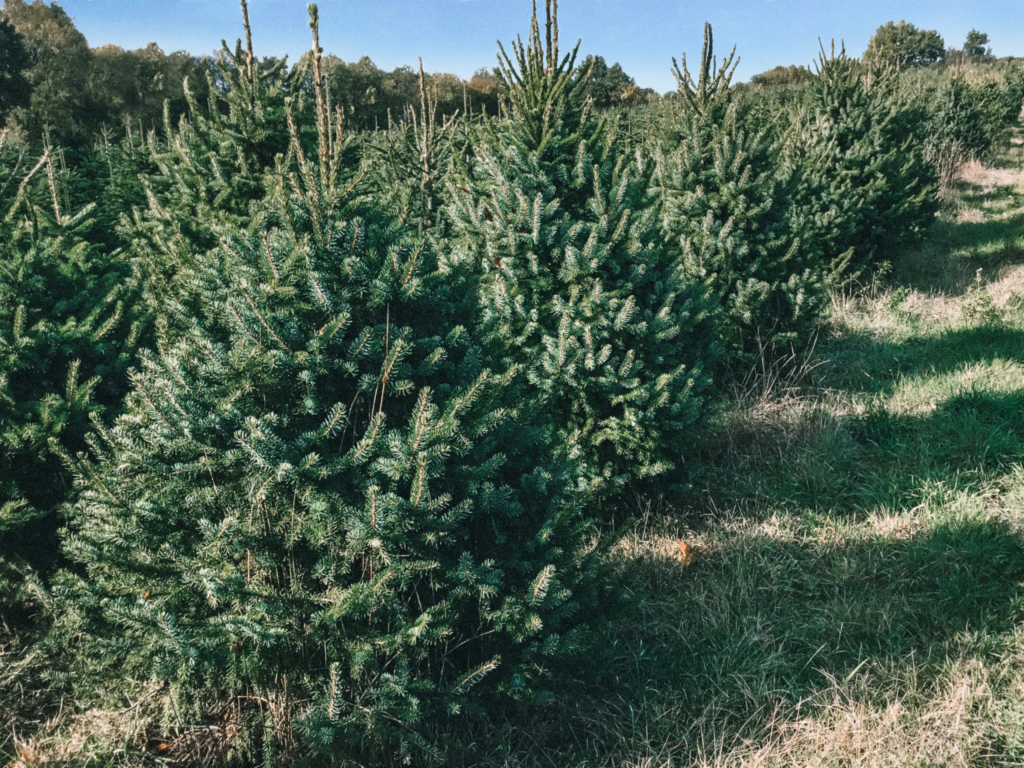 O Vent Des Sapins Sapi De Noel Sur Les Essarts En Bocage. Galerie 3
