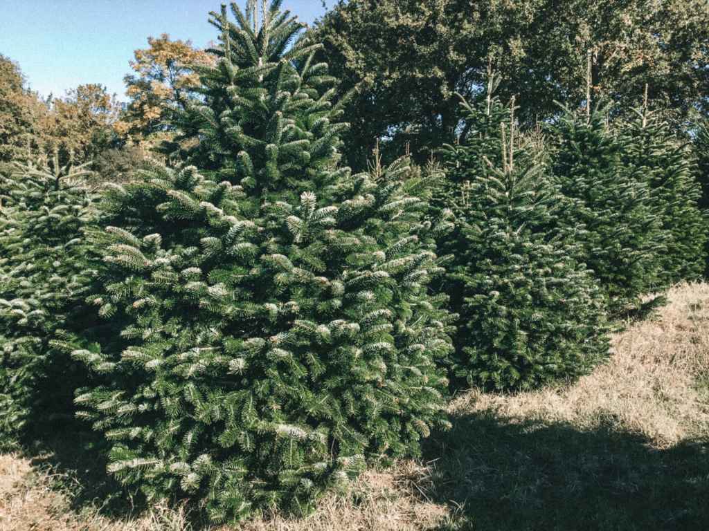 O Vent Des Sapins Sapi De Noel Sur Les Essarts En Bocage. Galerie 4