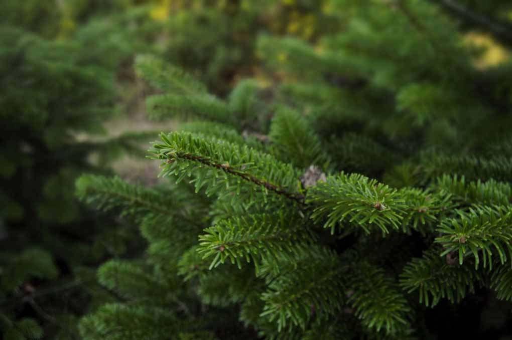 O Vent Des Sapins Sapi De Noel Sur Les Essarts En Bocage. Galerie 5