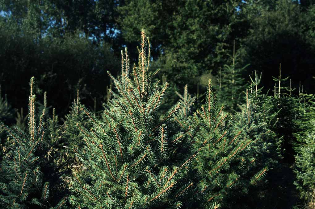 O Vent Des Sapins Sapi De Noel Sur Les Essarts En Bocage. Galerie 6