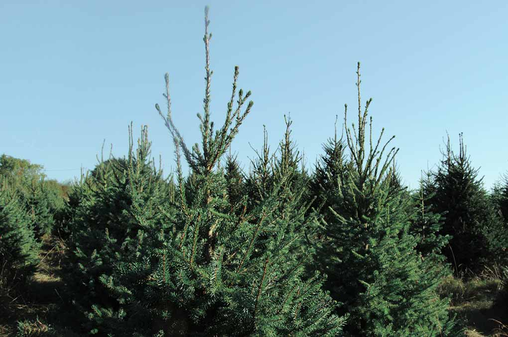 O Vent Des Sapins Sapi De Noel Sur Les Essarts En Bocage. Galerie 7