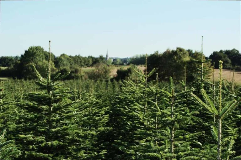 O Vent Des Sapins Sapi De Noel Sur Les Essarts En Bocage. Galerie 9