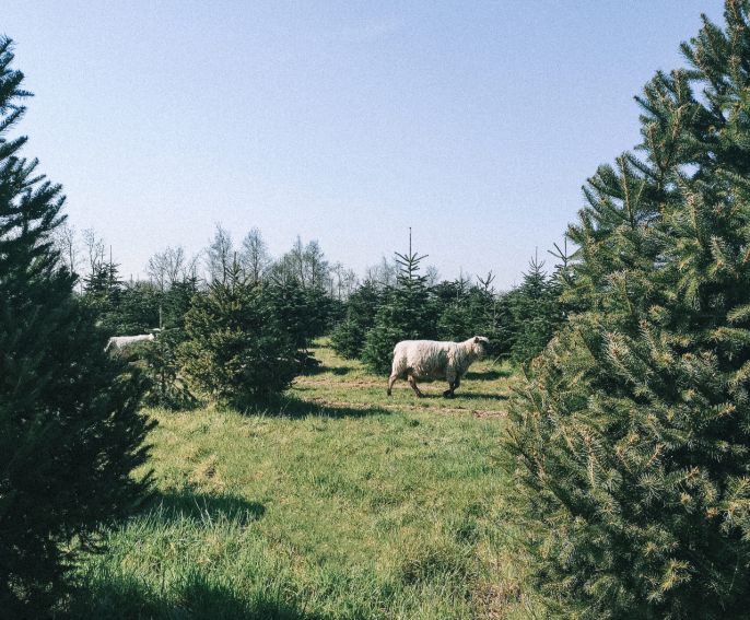 O Vent Des Sapins Sapi De Noel Sur Les Essarts En Bocage. P Presta