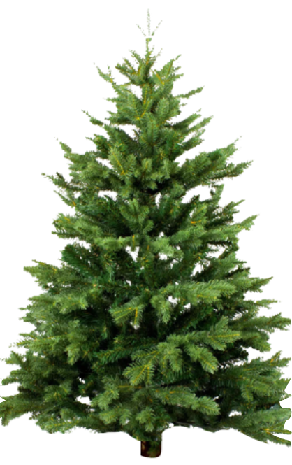 O Vent Des Sapins Sapi De Noel Sur Les Essarts En Bocage. Sapin O Vent Des Sapins Sapi De Noel Sur Les Essarts En Bocage. Sapin